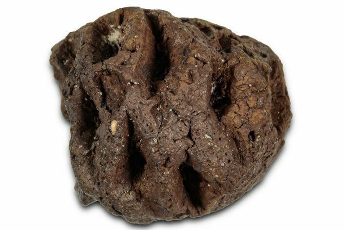 Fossil Pine Cone (Metasequoia) - Montana #352462